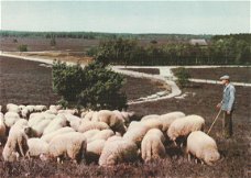 Herder met schapen op de Renderklippen