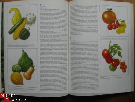 Groenten en fruit - 3