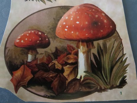 3D plaatjes --- PADDENSTOELEN TUSSEN de HERFSTBLADEREN - 2