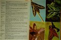 Vlinders - 3 - Thumbnail