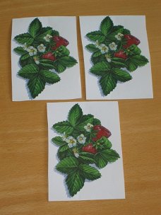 3D plaatjes --- BLOEMEN --- AARDBEIENPLANTJE met WITTE BLOEMEN