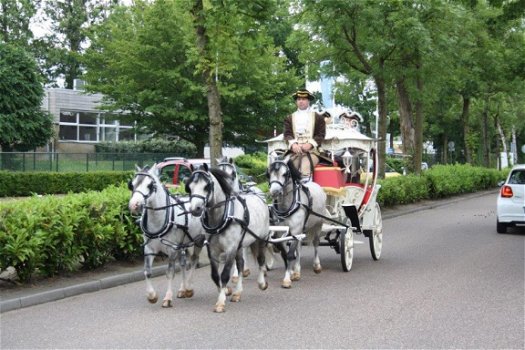 Assepoesterkoets, bolkoets, sprookjeskoets - 2