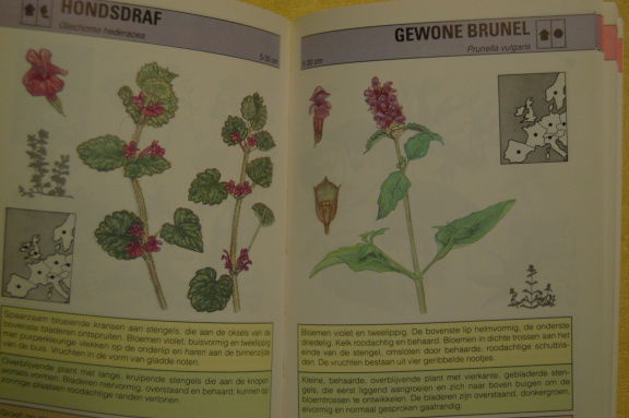 Snel-zoekgids Wilde Bloemen - Afbeelding 2