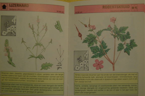 Snel-zoekgids Wilde Bloemen - Afbeelding 3