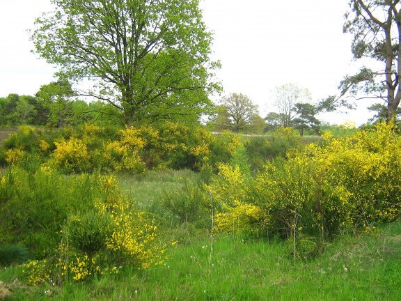 Stacaravan huren op camping Padjelanta Vledder Drenthe. - Afbeelding 6