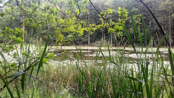 Vakantie in Vledder, fietsen, wandelen, rust en natuur. - Afbeelding 4