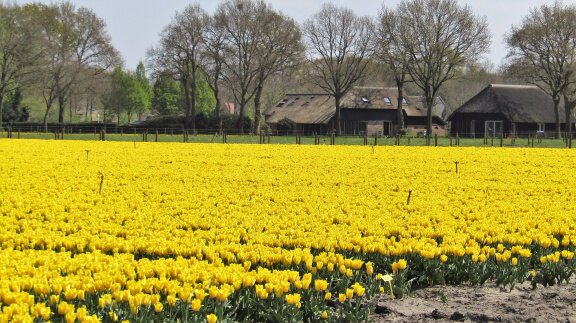 Vakantie in Vledder, fietsen, wandelen, rust en natuur. - Afbeelding 5