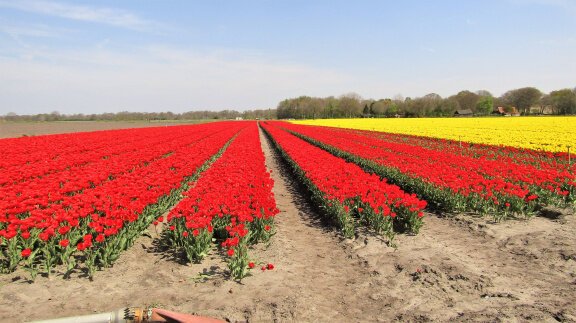 Vakantie in Vledder, fietsen, wandelen, rust en natuur. - Afbeelding 6
