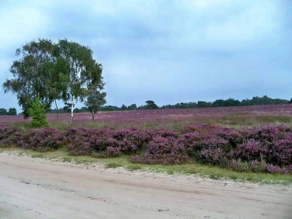 Vakantie in Vledder, fietsen, wandelen, rust en natuur. - Afbeelding 8
