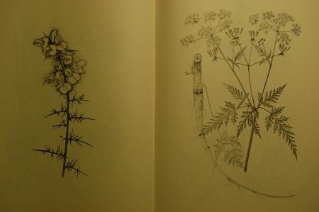 IJssel- & Berkelflora - Afbeelding 2