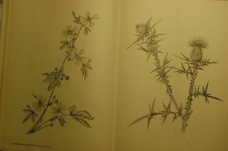 IJssel- & Berkelflora - Afbeelding 3
