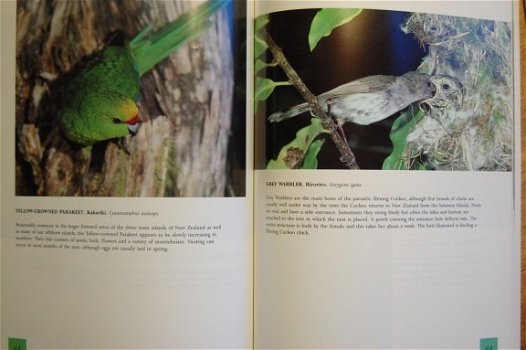99 New Zealand Birds - 3