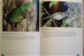 99 New Zealand Birds - 3 - Thumbnail