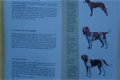 Elseviers hondengids - 4 - Thumbnail