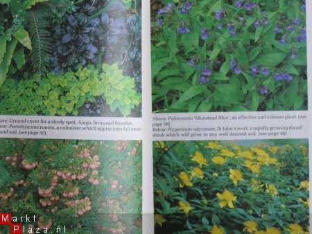 Ground cover plants - 2