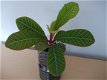 Madagascar Jewel (Euphorbia Leuconeura) - 2 - Thumbnail