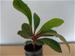 Madagascar Jewel (Euphorbia Leuconeura) - 3 - Thumbnail