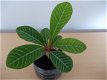 Madagascar Jewel (Euphorbia Leuconeura) - 4 - Thumbnail