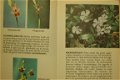 Bloemen van Westeuropa - 2 - Thumbnail