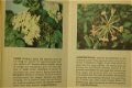 Bloemen van Westeuropa - 4 - Thumbnail
