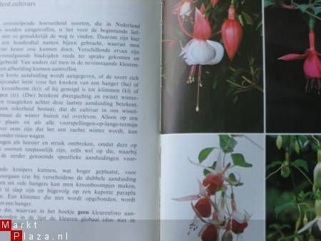 Fuchsia's, het hele jaar door - 2