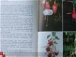 Fuchsia's, het hele jaar door - 2 - Thumbnail