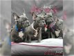 Prachtige Blauw Franse Bulldog pups - 1 - Thumbnail