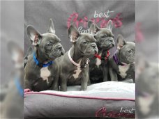 Prachtige Blauw Franse Bulldog pups