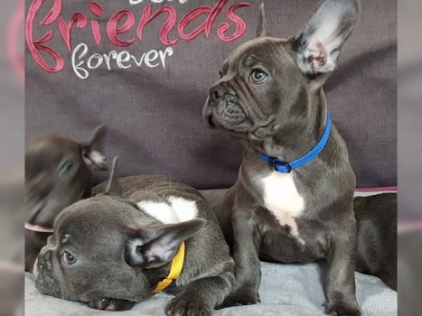 Prachtige Blauw Franse Bulldog pups - 4