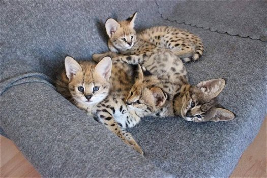 Savannah kittens - 1