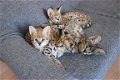 Savannah kittens - 1 - Thumbnail