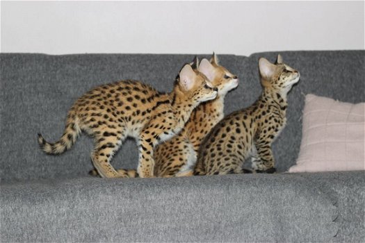 Savannah kittens - 3
