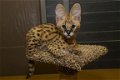 Savannah kittens - 4 - Thumbnail