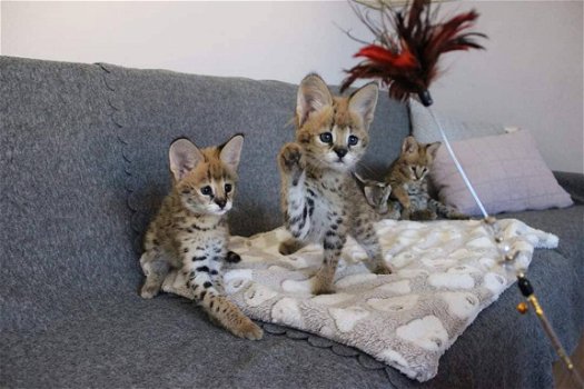 Savannah kittens - 5