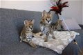 Savannah kittens - 5 - Thumbnail