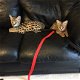 Savannah kittens - 6 - Thumbnail