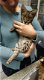 Savannah kittens - 8 - Thumbnail