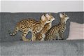 Savannah katten - 2 - Thumbnail