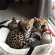 Savannah katten - 5 - Thumbnail