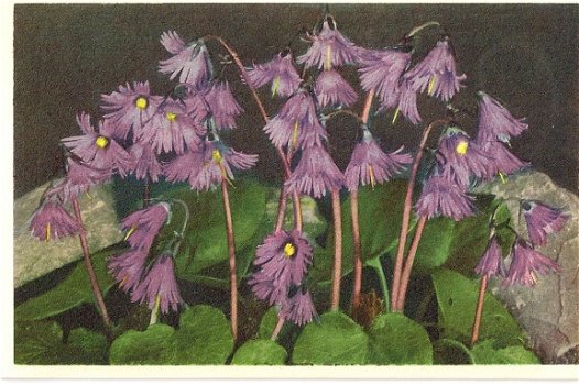 Soldanella Alpina - 1