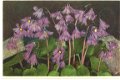 Soldanella Alpina - 1 - Thumbnail