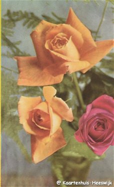Rosa postkaart