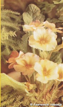 Primula postcard - 1