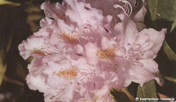 Rhododendron postcard - 1