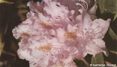 Rhododendron postcard