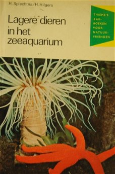 Lagere dieren in het zeeaquarium