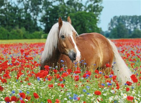 Ravensburger - Paard tussen de Klaprozen - 500 Stukjes Nieuw - 1