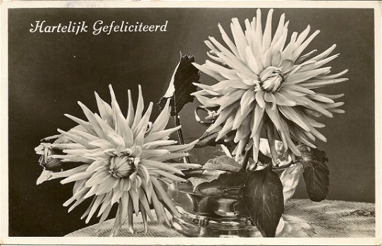 Hartelijk Gefeliciteerd, dahlia's - 1