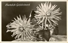 Hartelijk Gefeliciteerd, dahlia's