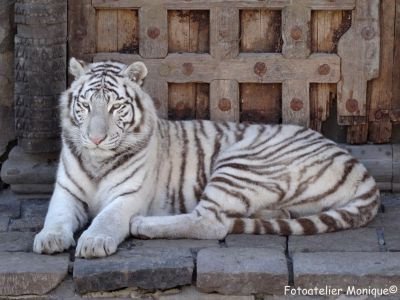 Fotokaart Witte tijger (Dier02) - 1